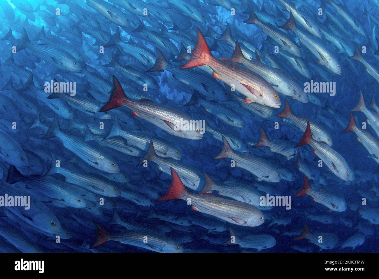 Whipper Snapper o Jordans Snapper (Lutjanus jordani), scuola, isola di Malpelo, sito patrimonio dell'umanità dell'UNESCO, Colombia Foto Stock