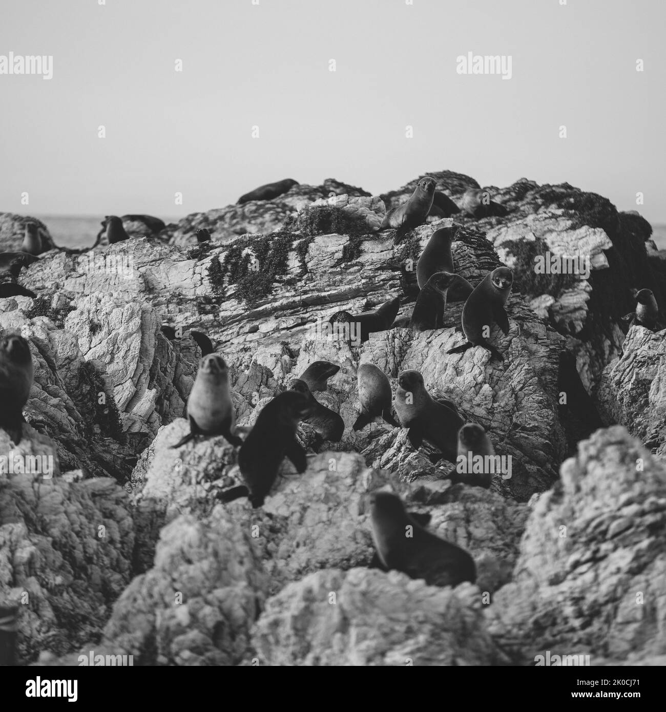 Colonia di foche Point Kean, Kaikoura, Isola del Sud, Nuova Zelanda Foto Stock