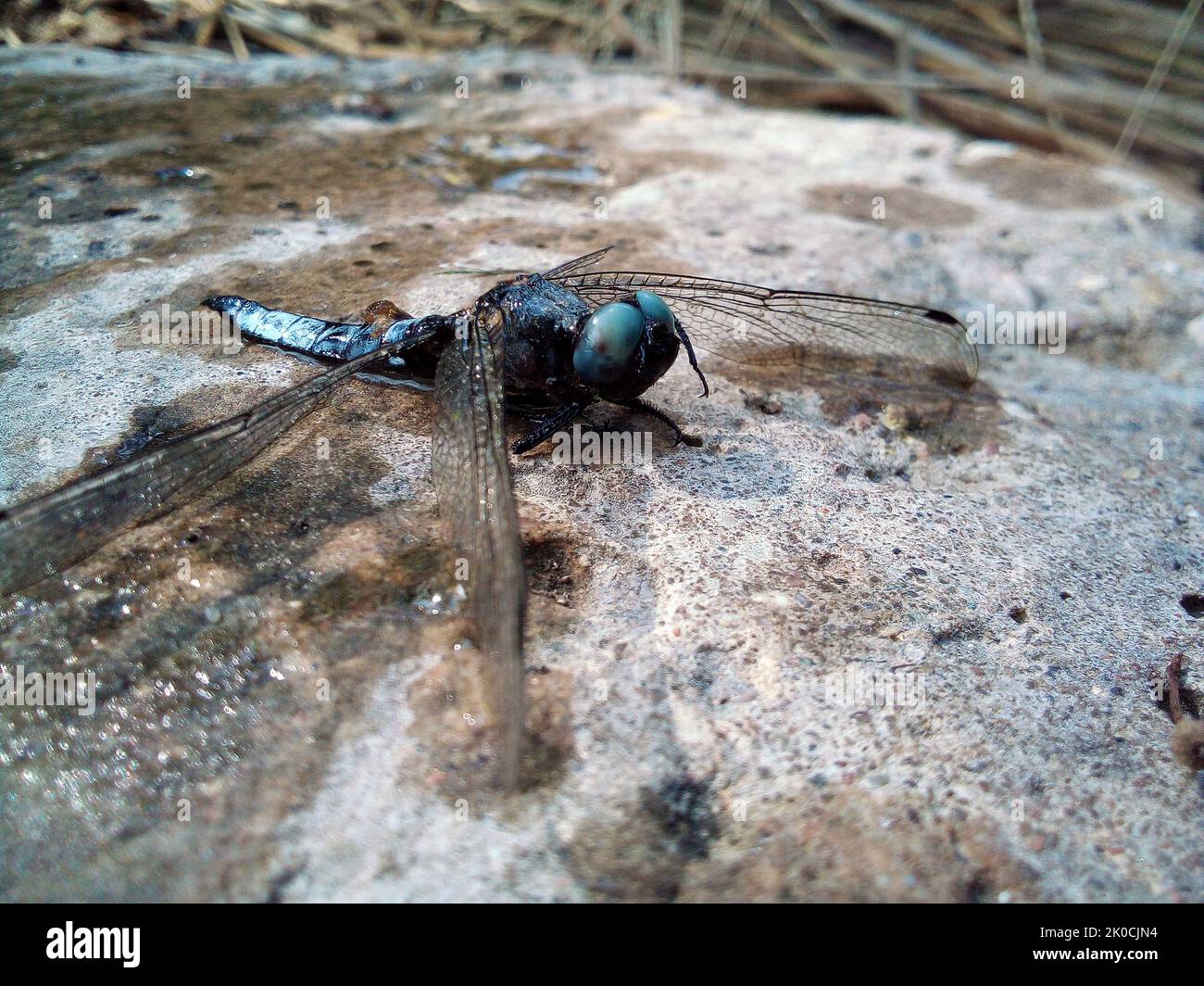 Libellula bagnata con ali bagnate siede su una pietra Foto Stock