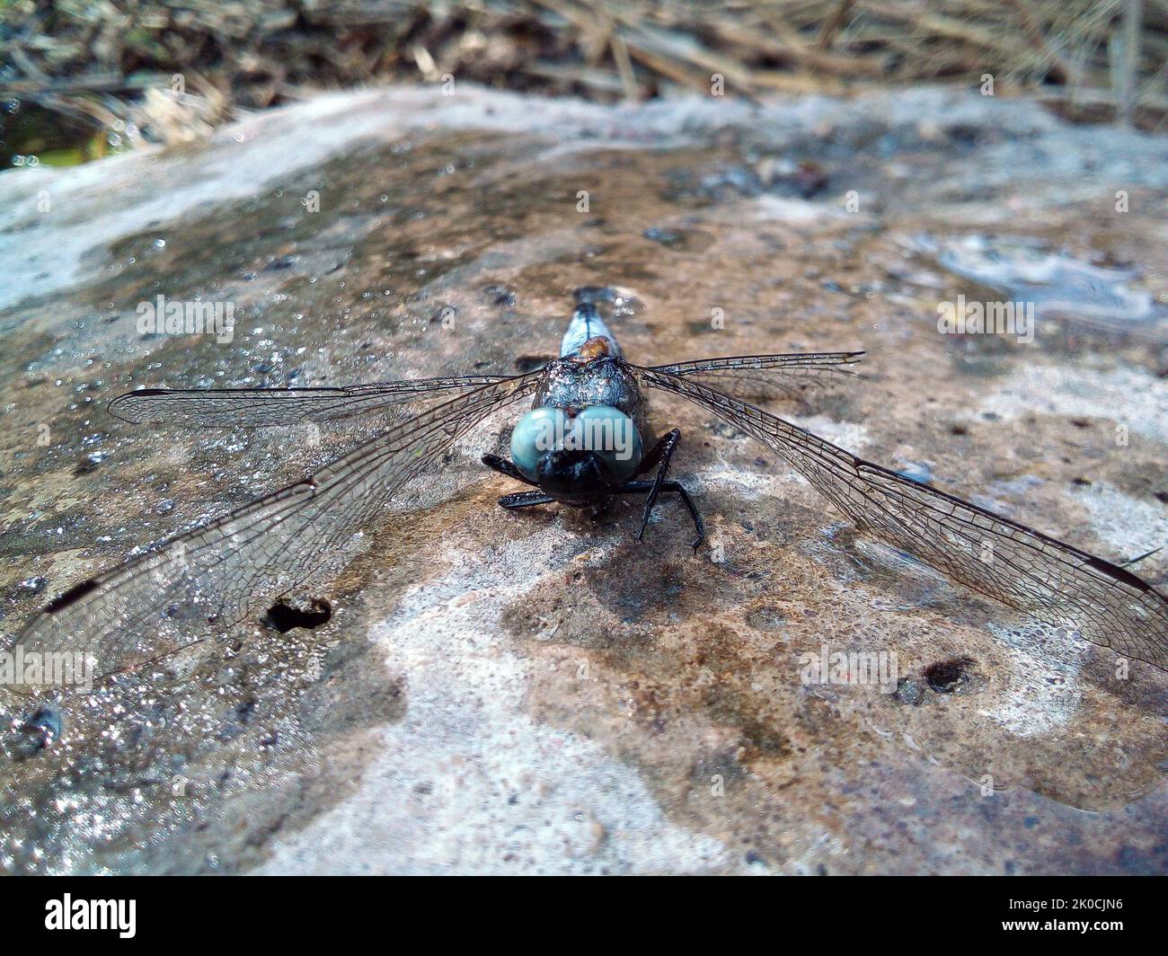 Libellula bagnata con ali bagnate siede su una pietra Foto Stock