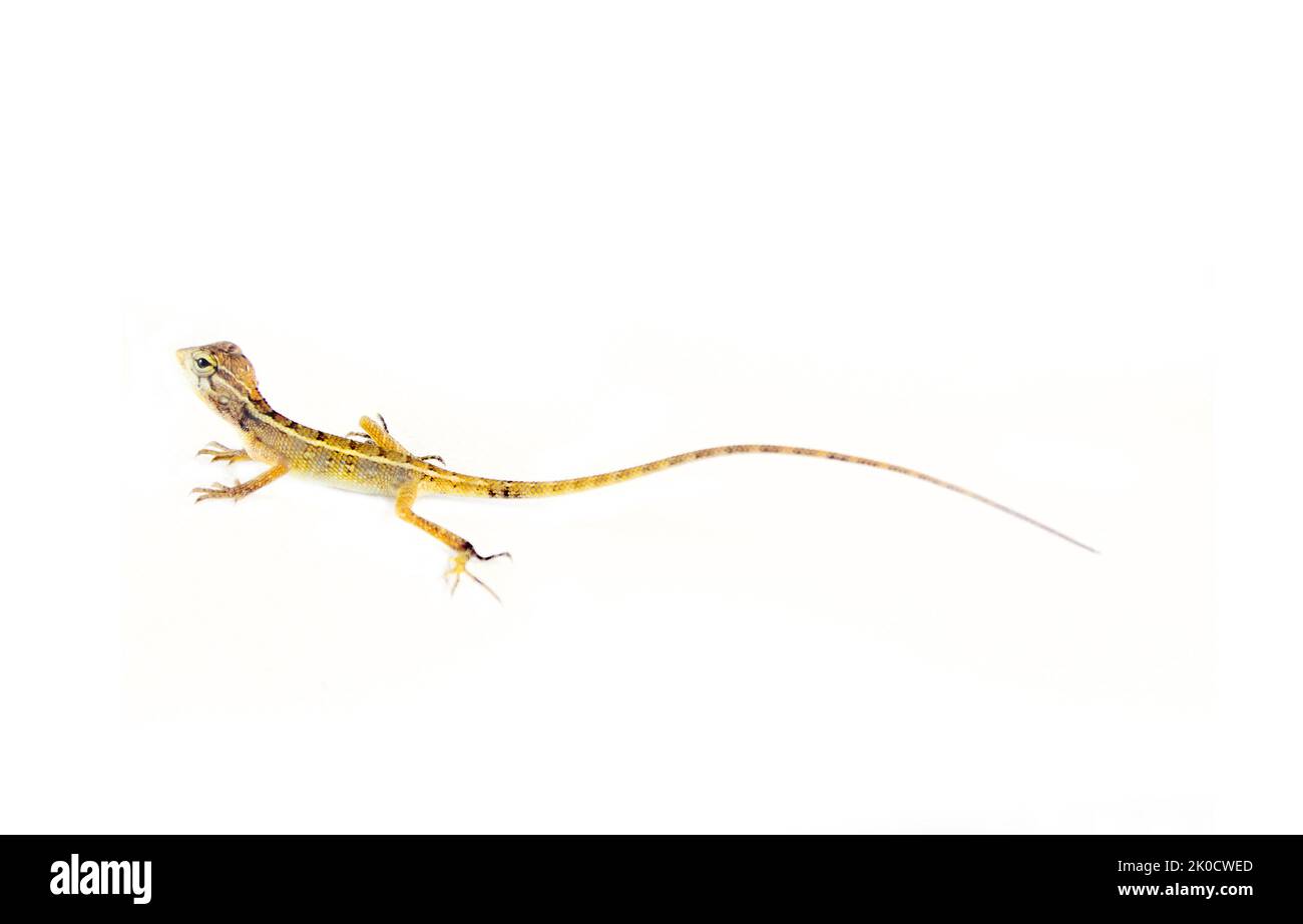 AGAMA dallo Sri Lanka, isolato su sfondo bianco Foto Stock