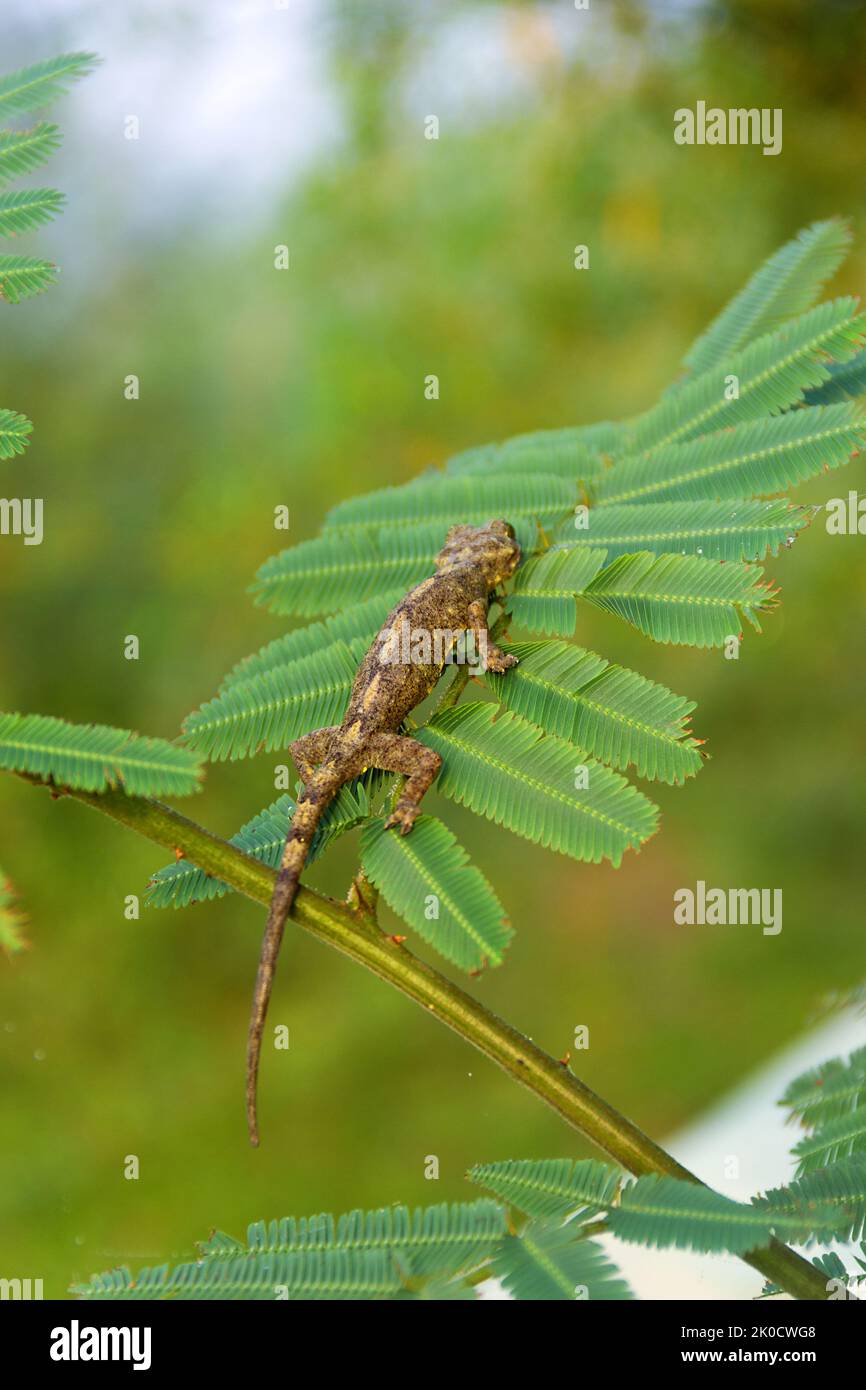 Un toki Gecko (Gekko gecko) di colore verde-grigio si agglacca sulla foglia di albizia, la lucertola cambia colore ed ha una colorazione protettiva Foto Stock