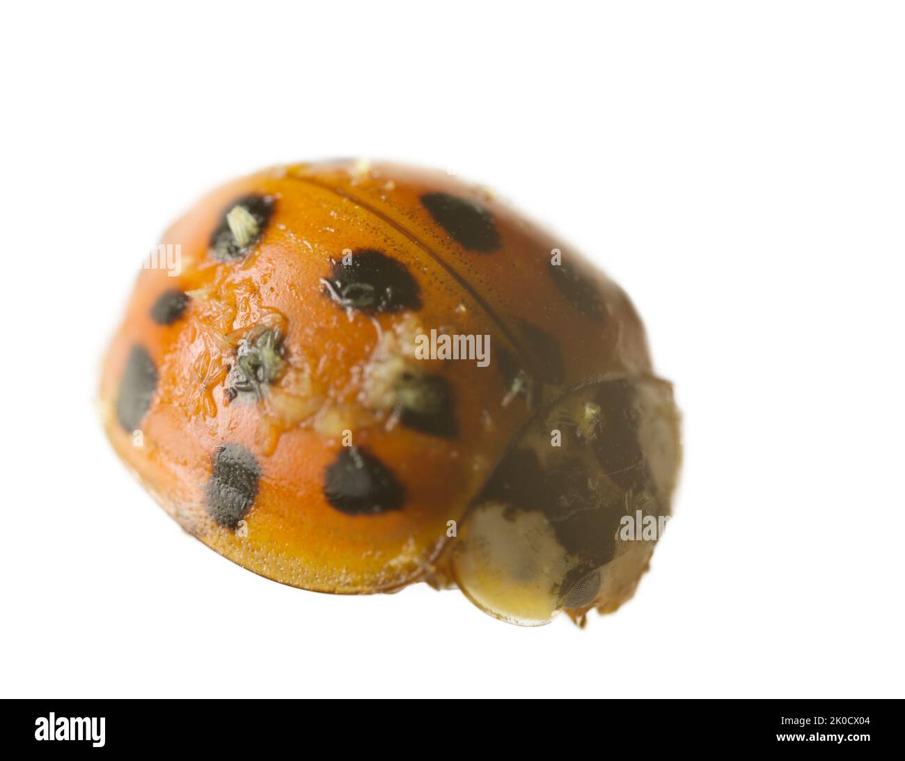 Entomologia. Un ladybug morto è infettato da ectoparassiti. Ultra macro, su sfondo bianco Foto Stock