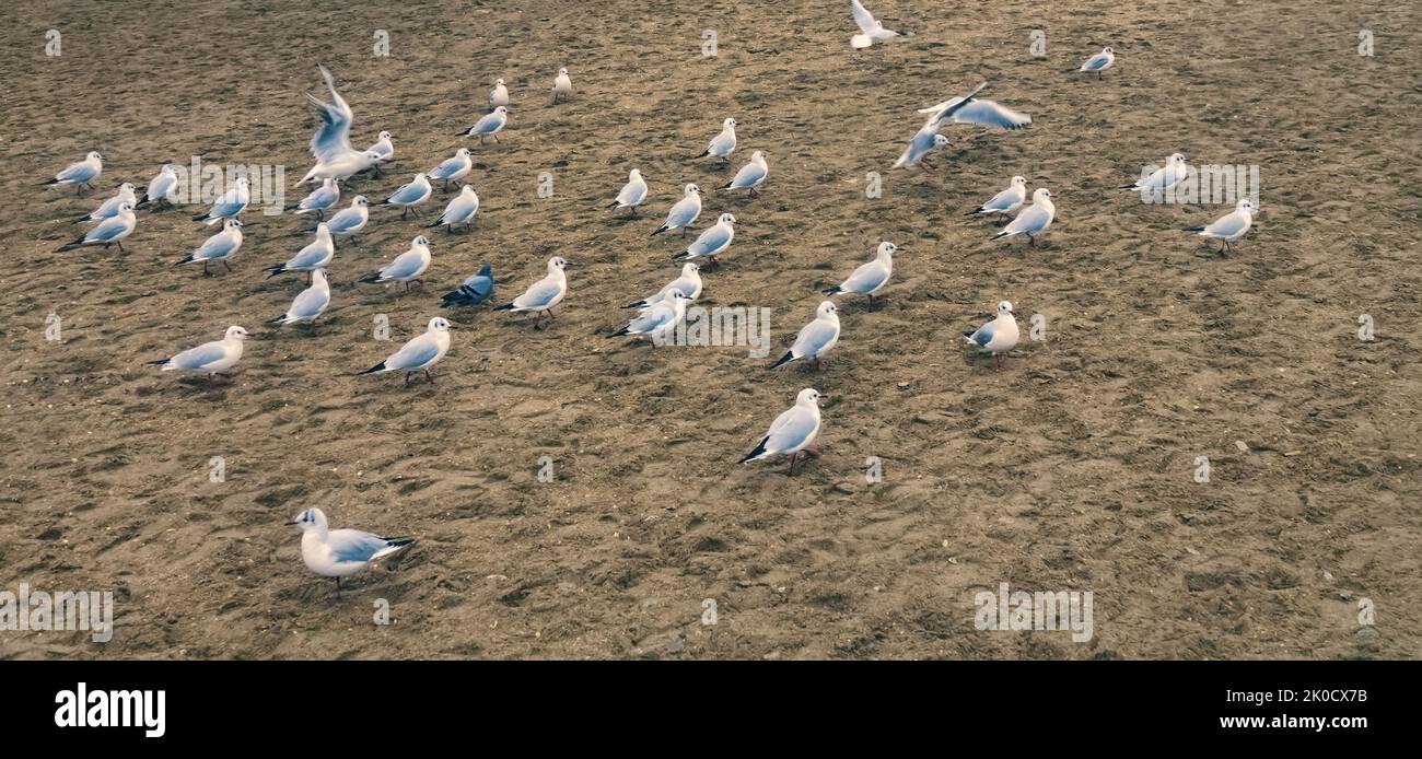 Gabbiani sulla spiaggia di mare. Gabbiano a testa nera (Larus ridibundus) nel piumaggio invernale Foto Stock