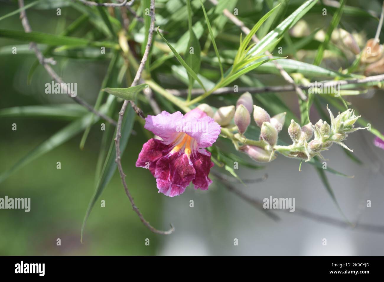 Albero di salice del deserto fiorente e germogliante con fiori rosa. Foto Stock