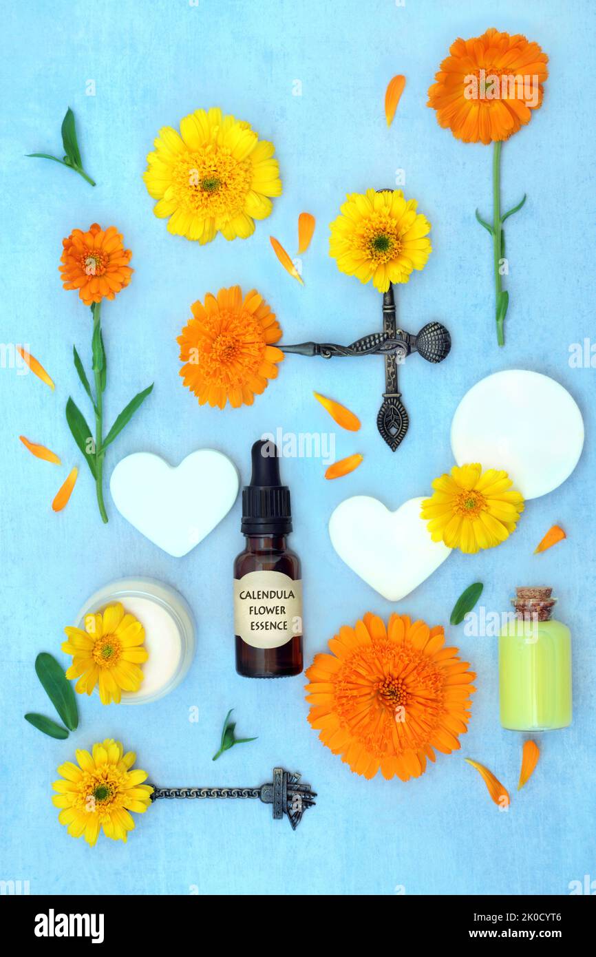 Calendula fiori per l'olio essenziale a base di piante alternative per i rimedi naturali di fiori per la cura della pelle. Tratta ferite, psoriasi, eczema, acne. Foto Stock