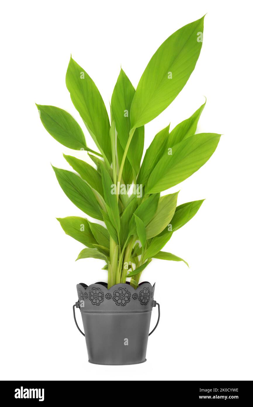 Pianta di curcuma che cresce in vaso di metallo. Natura organica prodotti locali, ad alto contenuto di polipehnol, flavonoidi, antiossidanti. Usato in cottura & medicina di erbe. Foto Stock