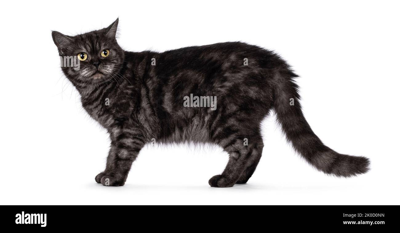 Fumo nero British Shorthair gatto, in piedi lateralmente vie. Guardare indietro infastidito. Isolato su sfondo bianco. Foto Stock