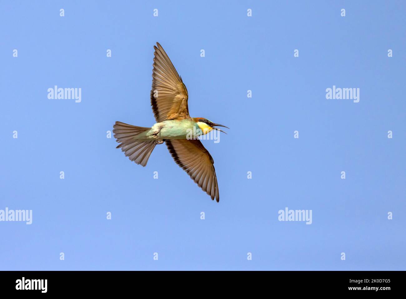 Bee-Eater in volo Foto Stock