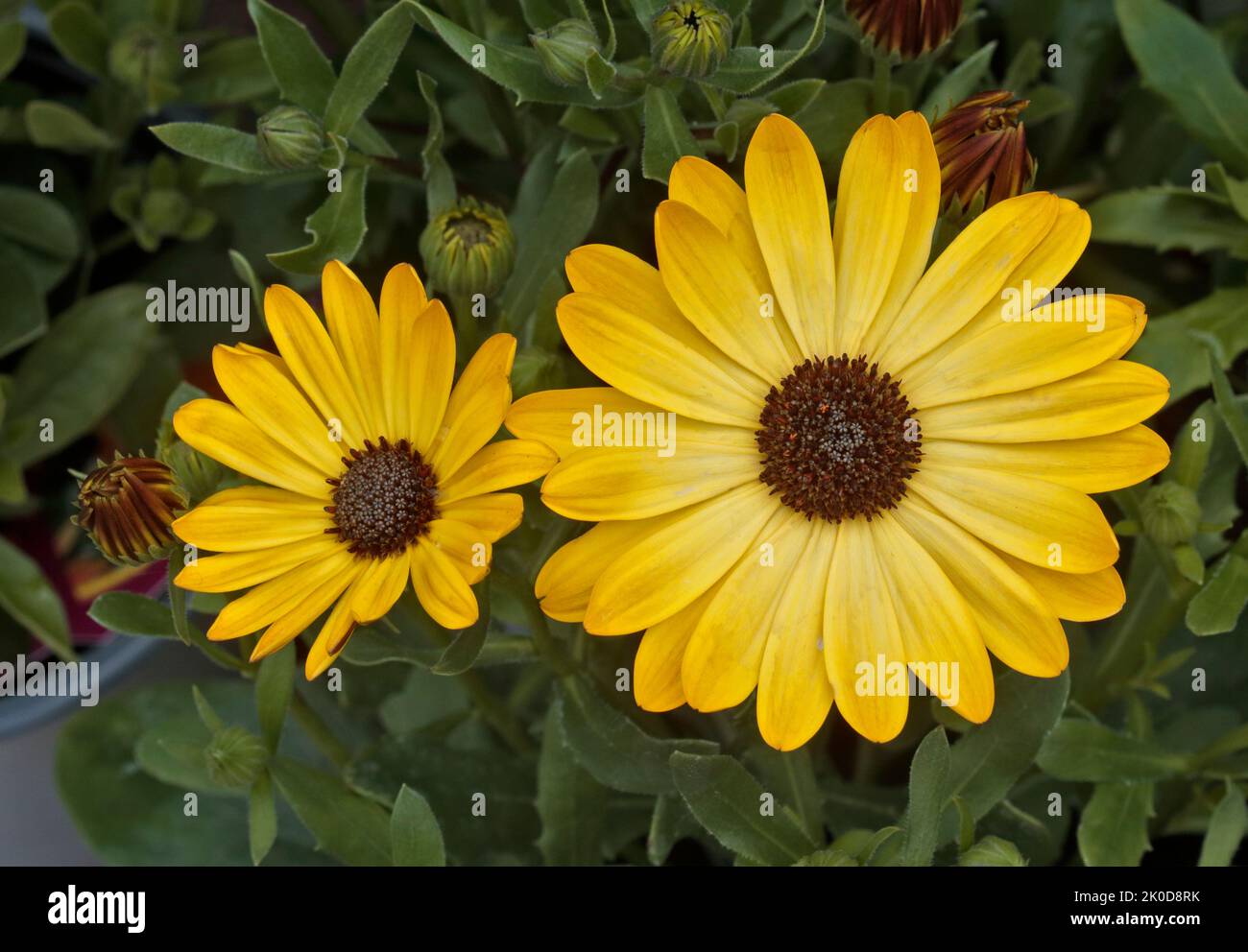 Osteospermum giallo (capo Daisy) Foto Stock