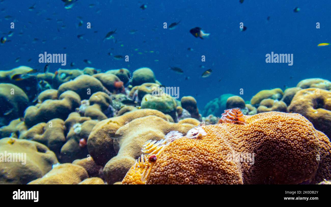 Una scogliera corallina caraibica al largo dell'isola di Bonaire Foto Stock