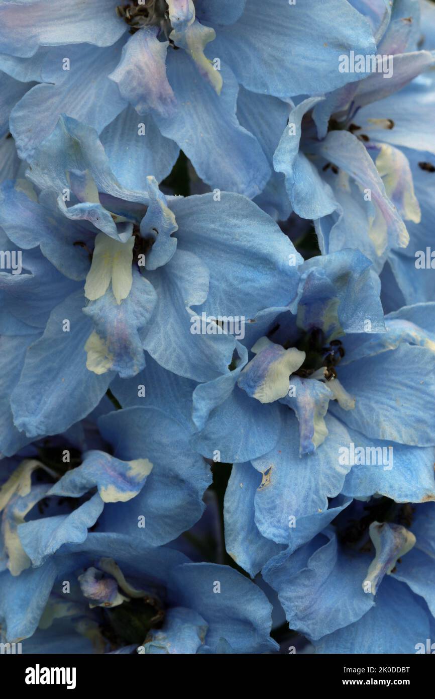 Fiori blu di delfinio in macro primo piano con centri bianchi e senza sfondo Foto Stock