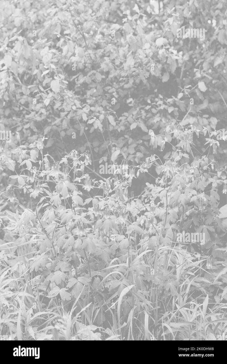 Splendidi fiori selvatici fioriscono nel prato estivo soleggiato in bianco e nero sbiadito. Foto Stock
