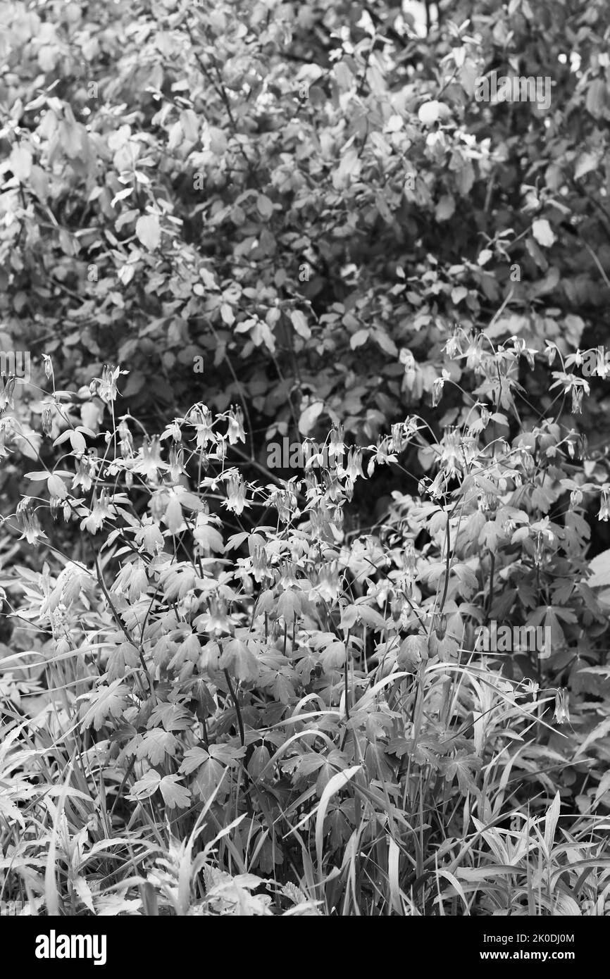 Splendidi fiori selvatici fioriscono nel prato estivo soleggiato in bianco e nero. Foto Stock