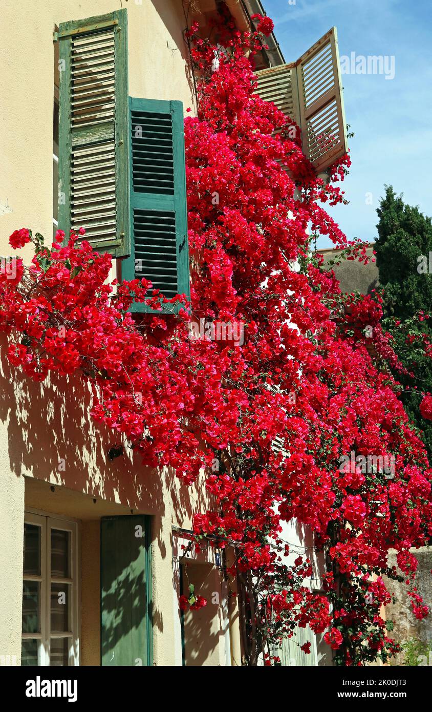 La bougainvillea rossa cade in modo spettacolare lungo l'esterno di una casa verde con le persiane sotto il sole luminoso. Saint Tropez, maggio. Immagine generica. Foto Stock