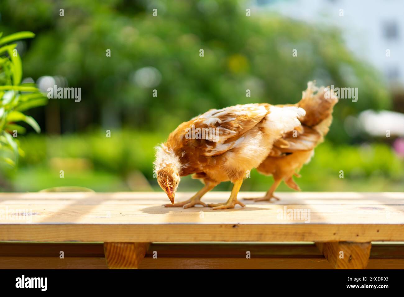 2 pulcini 1-2 mesi Hybrid Rhode Island Red sono in piedi su un tavolo di legno giardino al mattino con la luce del sole. Foto Stock
