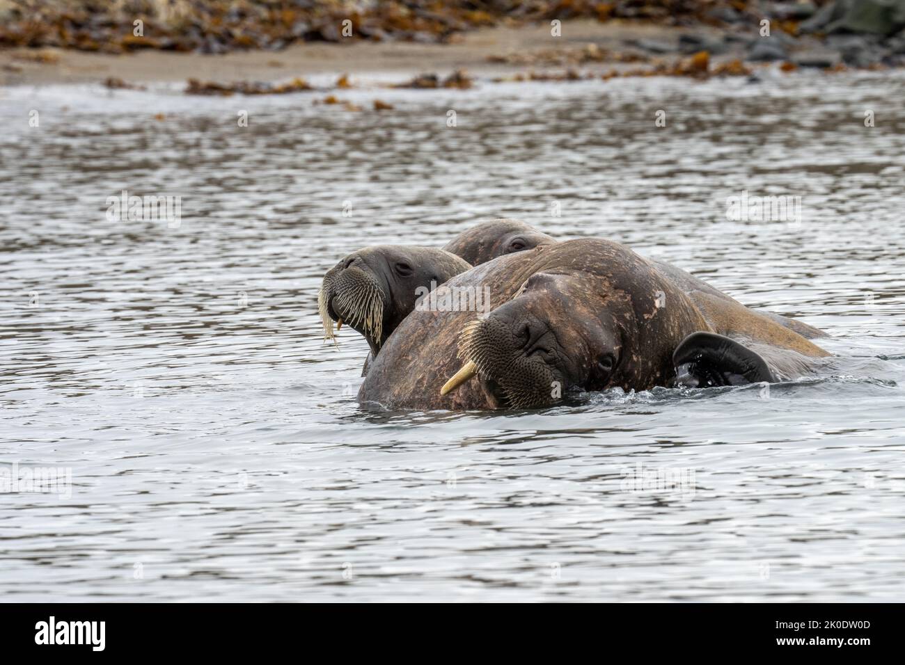 Atlantic Walrus, (Odobenus rosmarus) Foto Stock