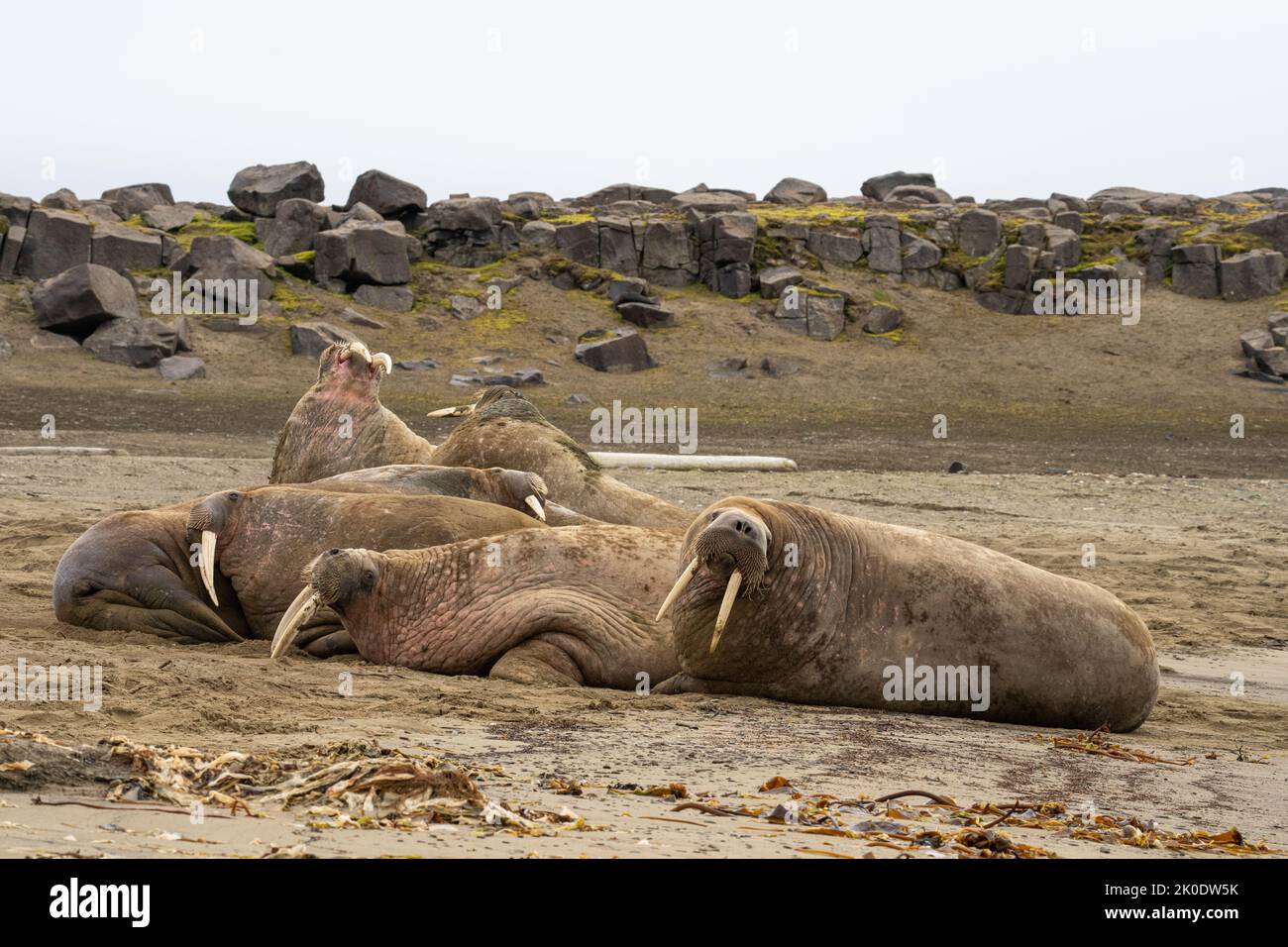 Atlantic Walrus, (Odobenus rosmarus) Foto Stock