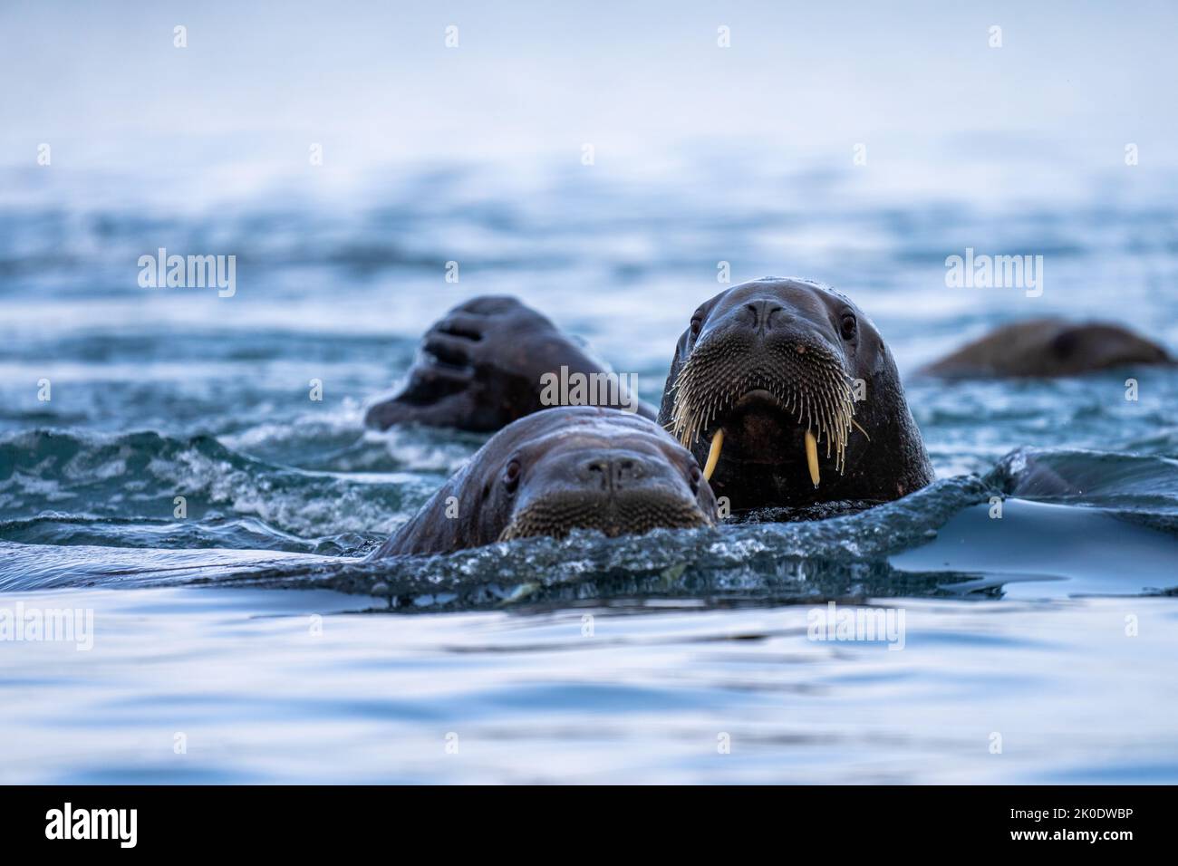 Atlantic Walrus, (Odobenus rosmarus) Foto Stock