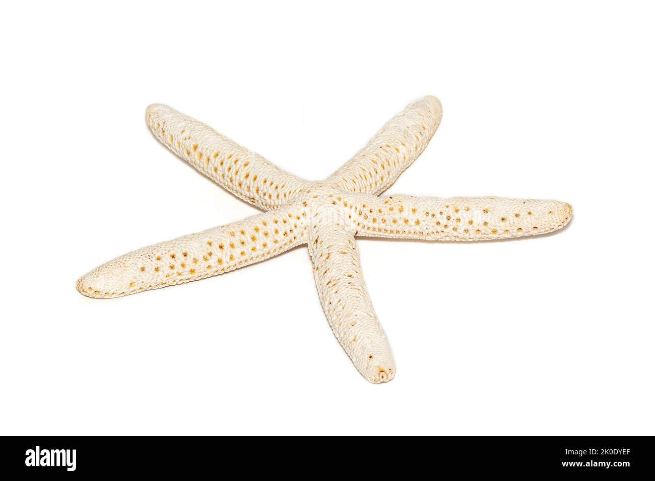 Immagine di stelle marine bianche isolate su sfondo bianco. Stelle del mare. Animali sottomarini. Conchiglie di mare. Foto Stock