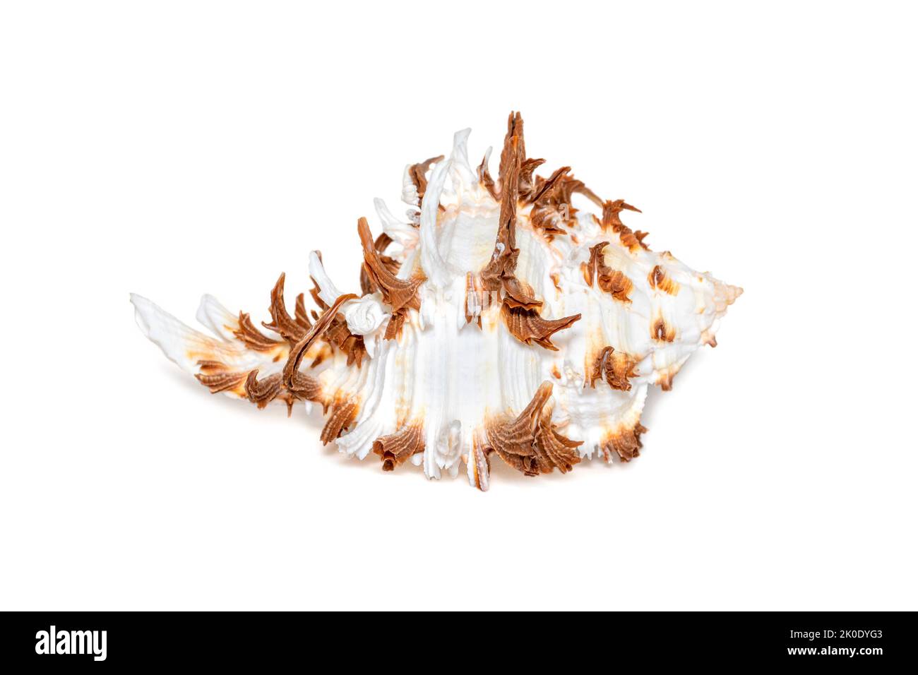 Immagine del cicoreus ramosus seashell nome comune il ramose curex o ramificato curex su sfondo bianco. Conchiglie marine. Animali sottomarini. Foto Stock