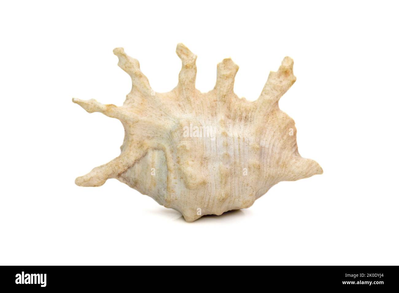 Il gallo di mare di lambis scorpius, nome comune il gallo di scorpione o gallo di scorpione, è una specie di lumaca di mare di grandi dimensioni. Foto Stock