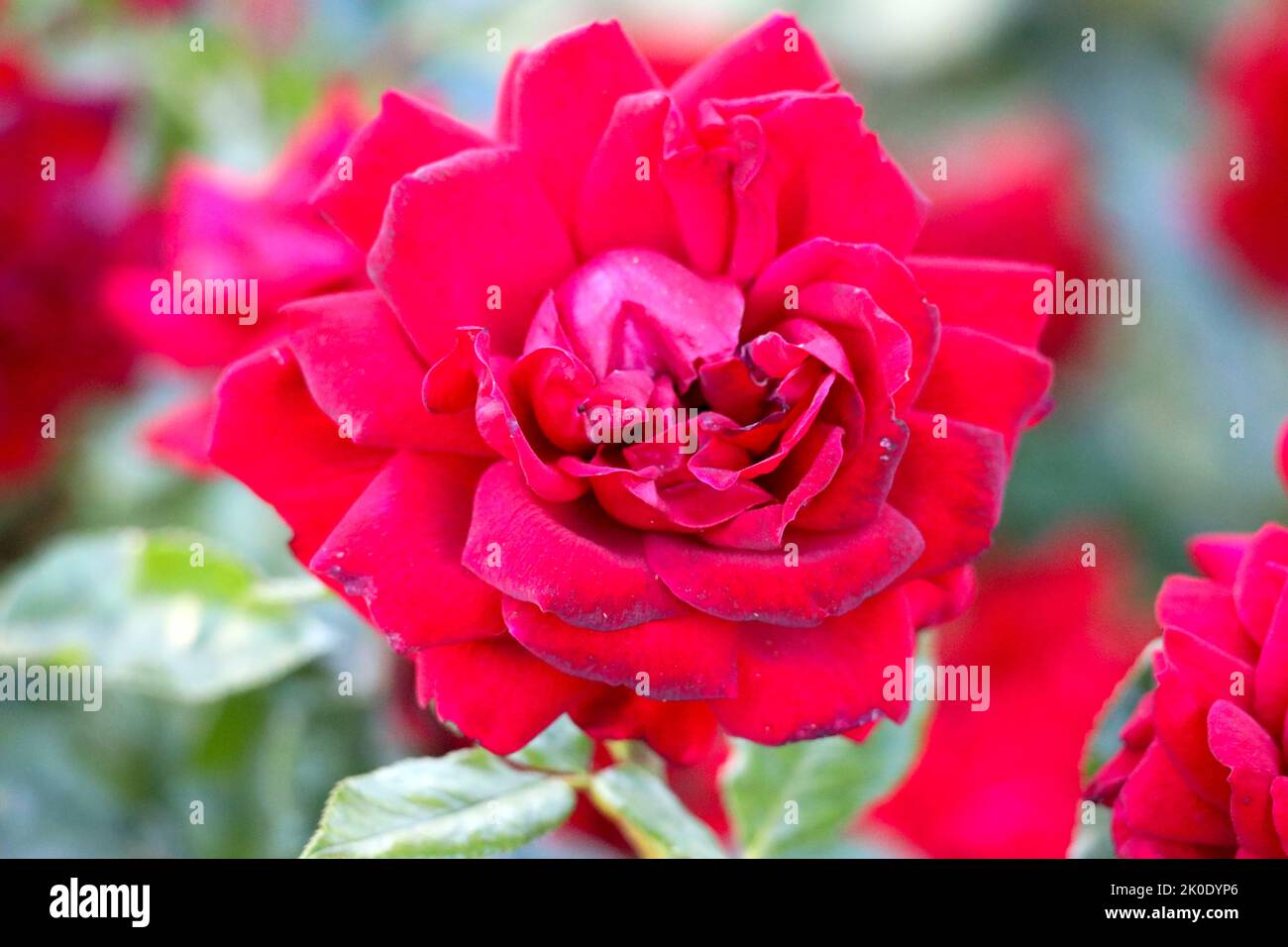 Jugendliebe fiore testa di una rosa in de Guldemondplantsoen Rosarium a Boskoop, Paesi Bassi Foto Stock