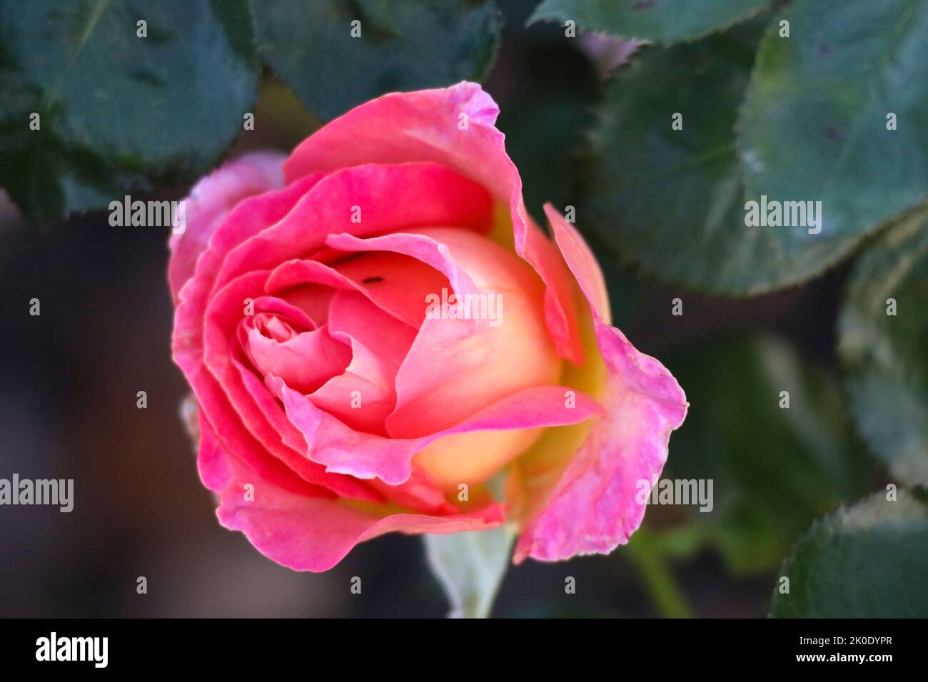 Elle fiore testa di una rosa in de Guldemondplantsoen Rosarium a Boskoop, Paesi Bassi Foto Stock