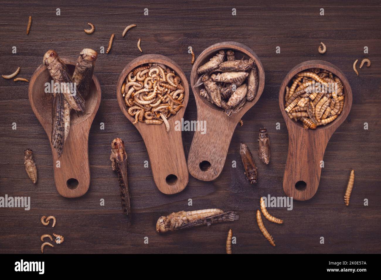 Insetti commestibili secchi su sfondo di legno Foto Stock