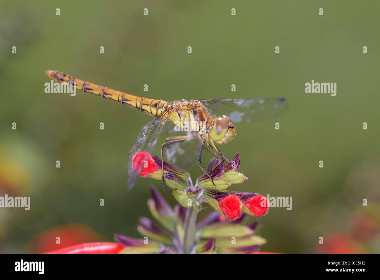 Darter comune femminile - Sympetrum Striolatum, su Scarlet Sage o Blood Sage - Salvia Coccinea, nel suo habitat naturale. Foto Stock