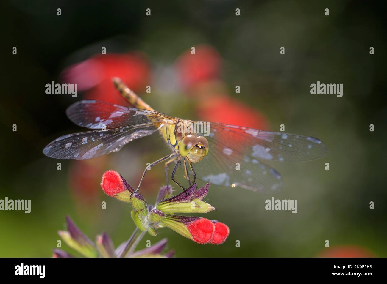 Darter comune femminile - Sympetrum Striolatum, su Scarlet Sage o Blood Sage - Salvia Coccinea, nel suo habitat naturale. Foto Stock