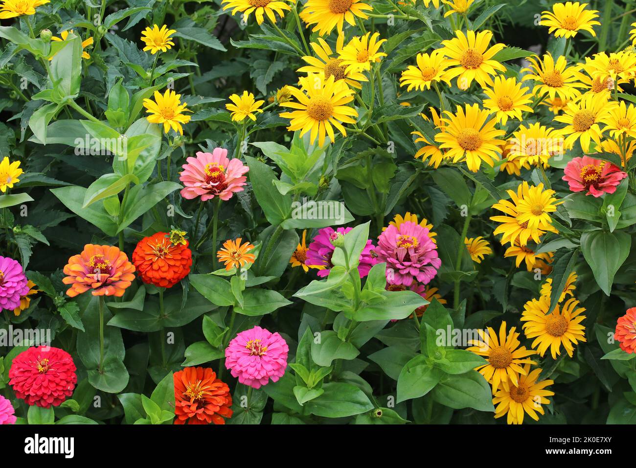 Letto di fiori con fiori colorati Foto Stock