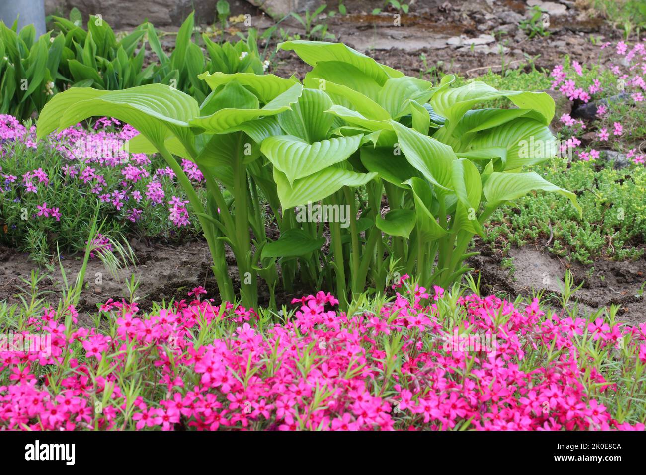 Hosta fortunei Hyacinthina variegata cresce in un letto di fiori nel mese di maggio. Architettura paesaggistica. Foto Stock