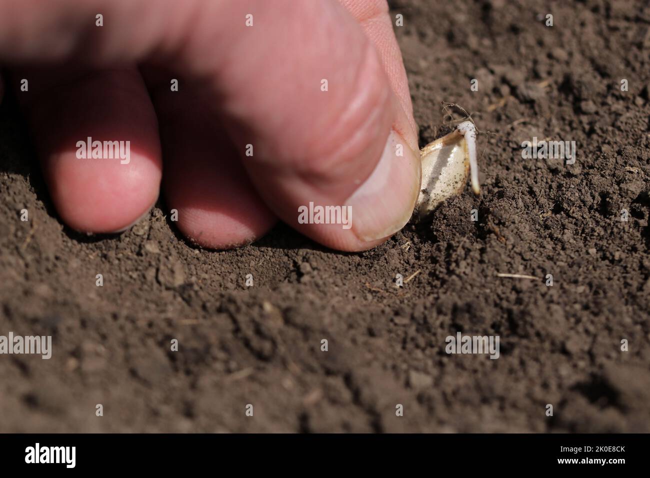 Un coltivatore pianta un seme germinante nella terra Foto Stock