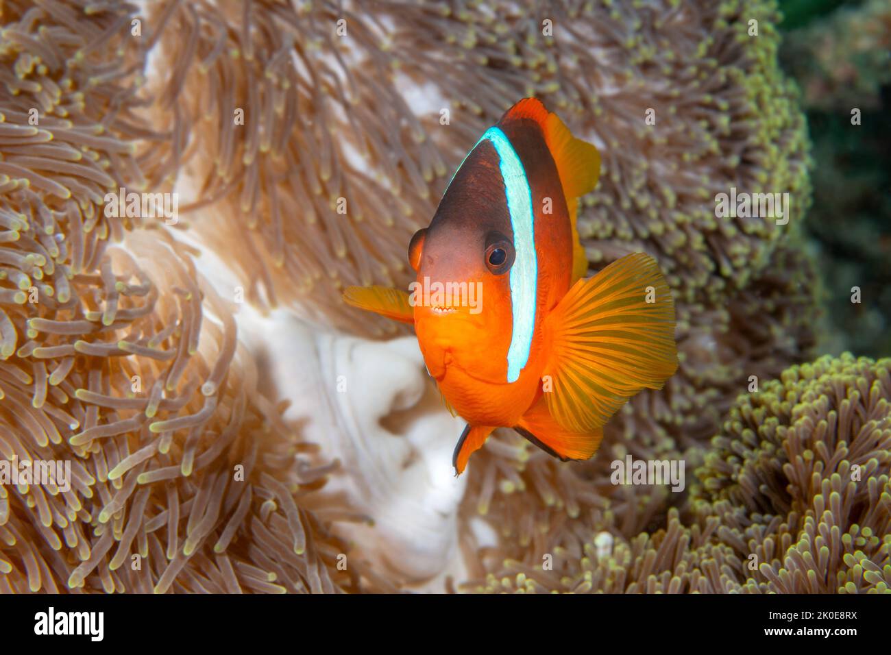 Un piccolo pesce pagliaccio tropicale arancione nelle Fiji nuota all'interno dei tentacoli protettivi di un anemone ospite con il suo compagno che segue dietro Foto Stock