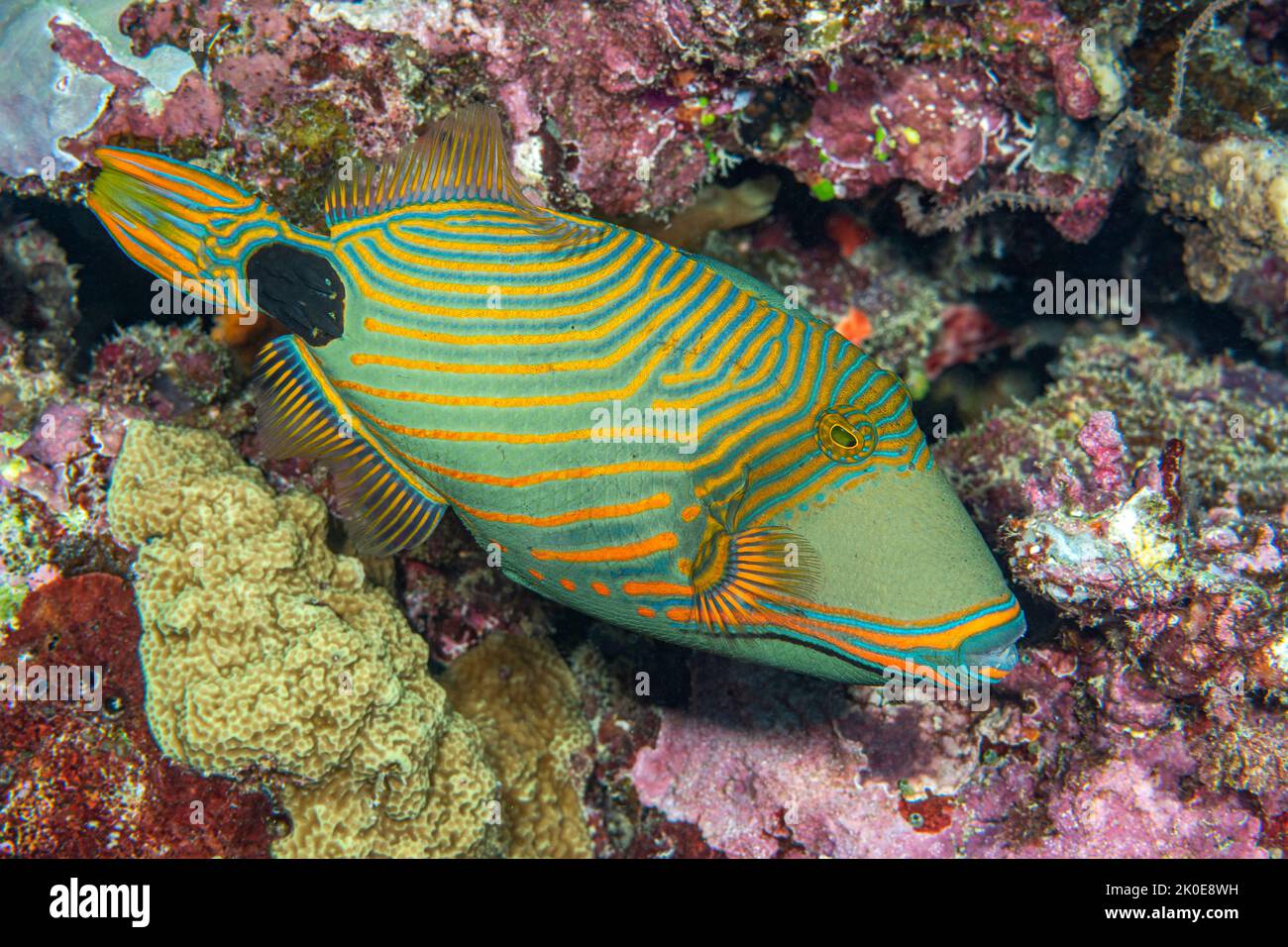 Un pesce trigrino verde e colorato nuota da una bobina incrostata nel Pacifico meridionale in cerca di cibo. Foto Stock
