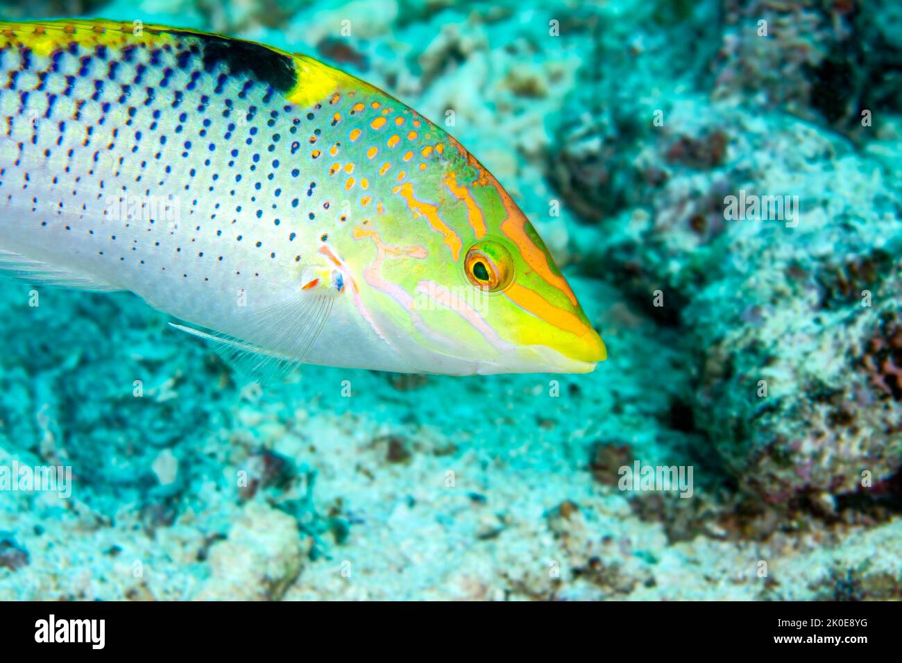 Un colorato wrasse a scacchiera nuota su una barriera corallina nelle Fiji in cerca di cibo. Foto Stock