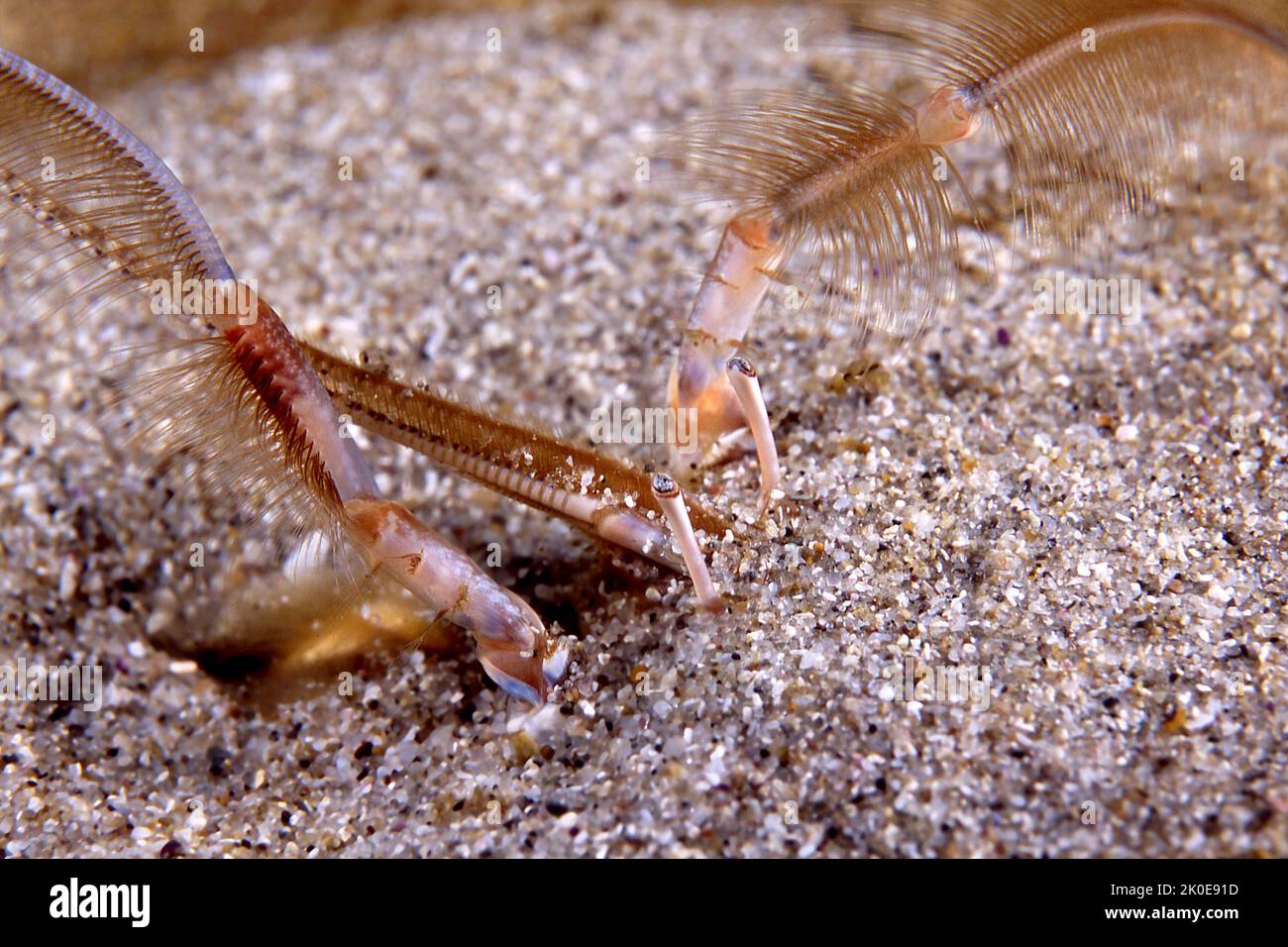 Un evento molto raro per fotografare questo granchio in natura, sono stato abbastanza fortunato da catturare un granchio di sabbia del pacifico che si nutriva di plancton usando i suoi tentacoli Foto Stock
