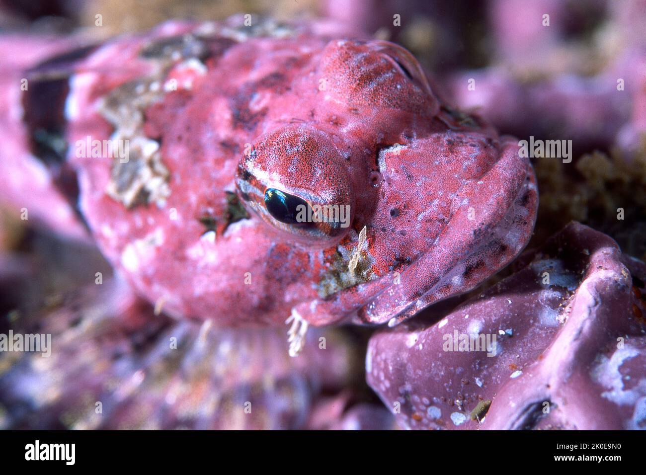 Primo piano del volto di una sculpina corallina rosa mostra i suoi splendidi colori e motivi che si fondono nel suo habitat per la protezione. Foto Stock