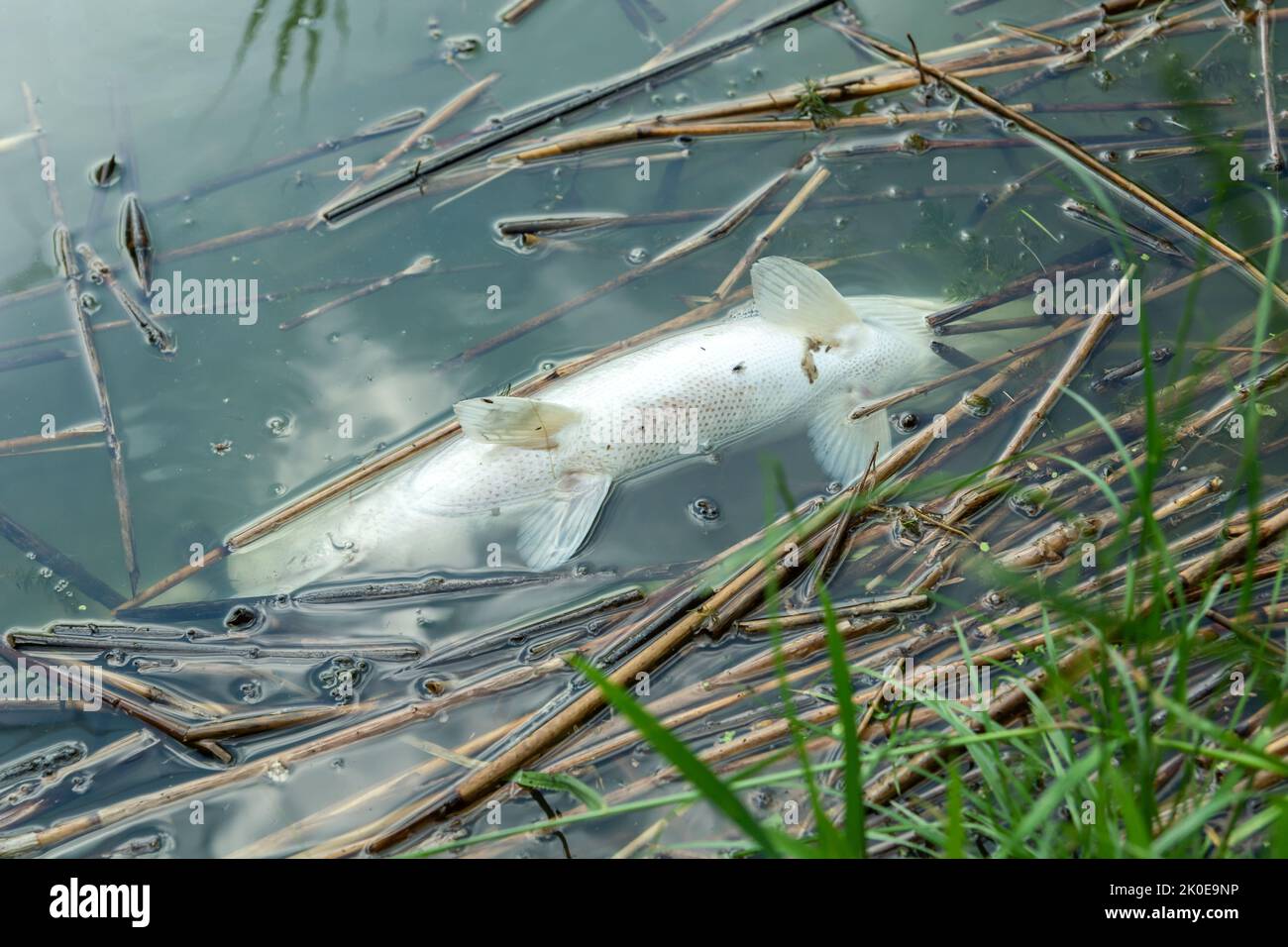 Primo piano di un grande pesce morto nell'acqua, Polonia orientale Foto Stock