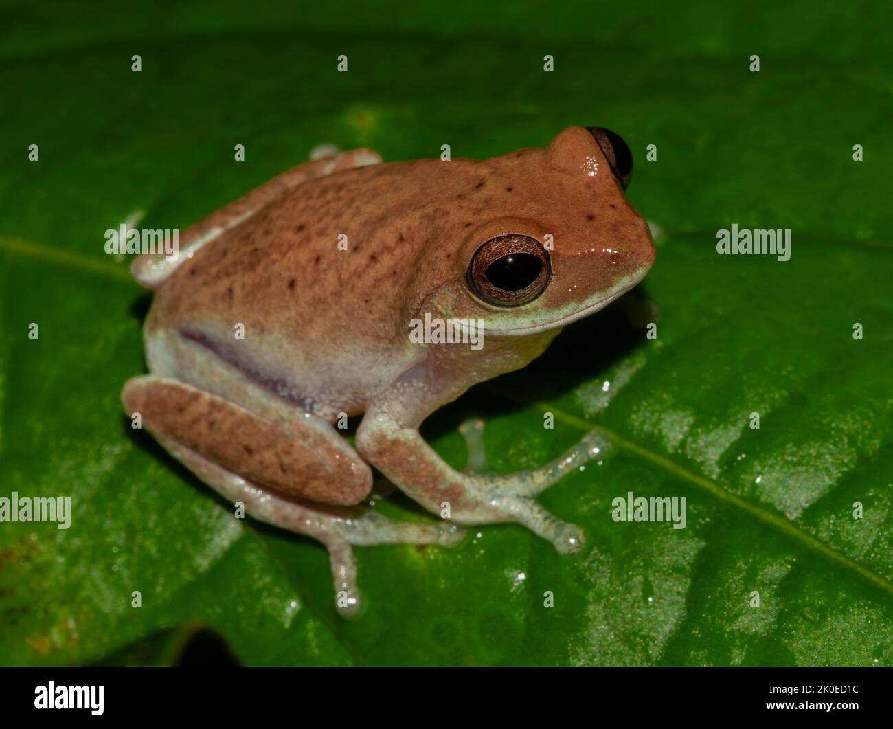 Rana marrone su una foglia; rana minuscola; rana carina; rana colorata nella foresta arroccata su una foglia; Pseudophilautus asankai da Knuckles Sri Lanka; Foto Stock