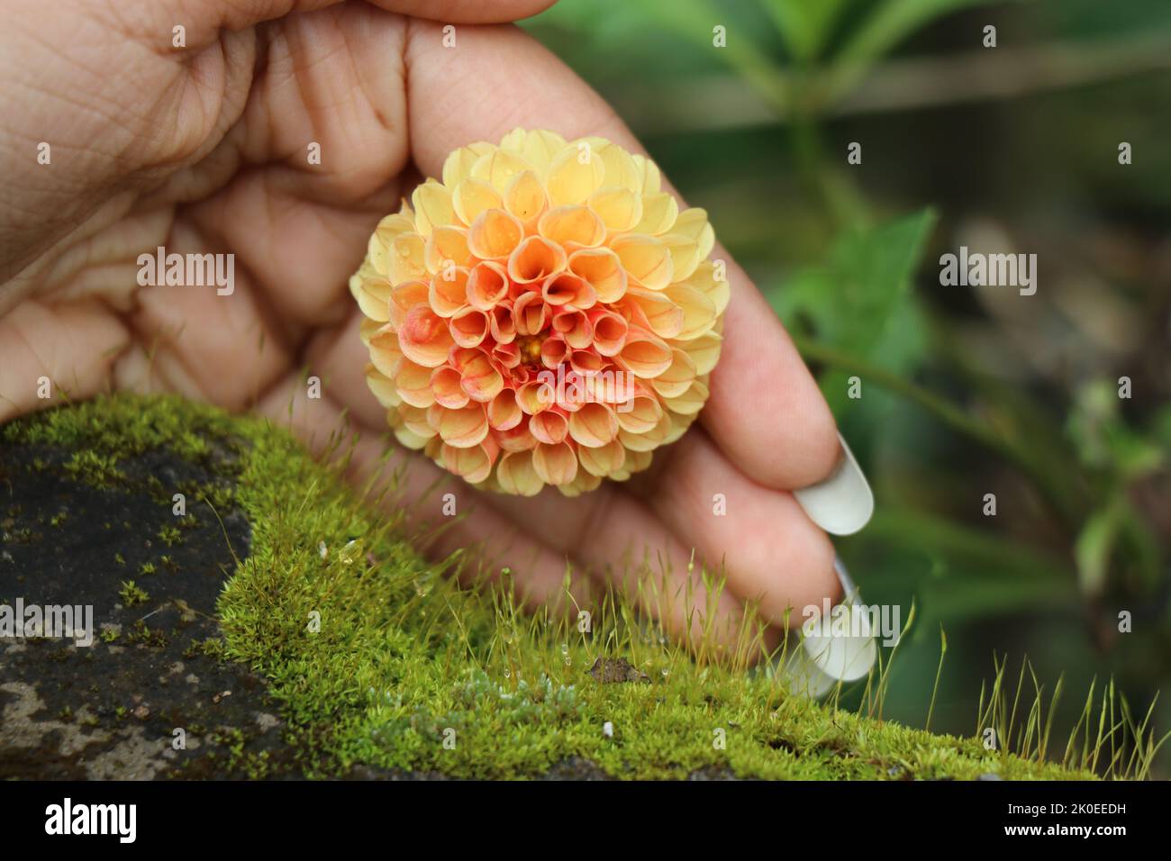 Arancio e giallo mix fiore dahlia fioritura, concetto di proteggere i fiori mostrato tenendo il fiore in belle mani su sfondo naturale Foto Stock