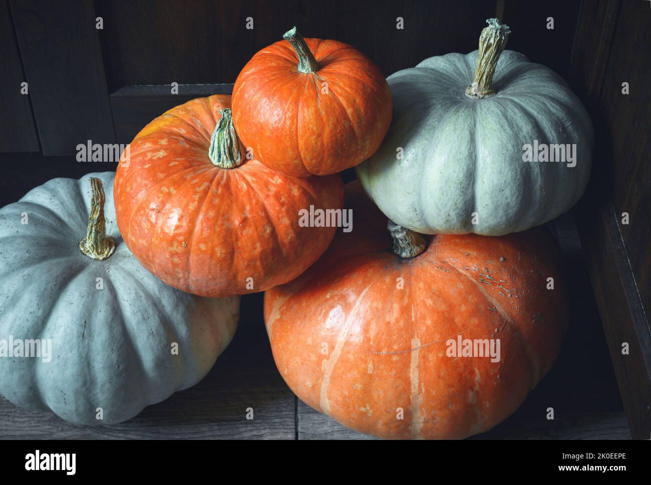Pila di zucche a casa, verdure intere in cucina, cibo crudo al coperto. Foto del set di zucche bianche e arancioni. Concetto di ringraziamento, squash, pant Foto Stock