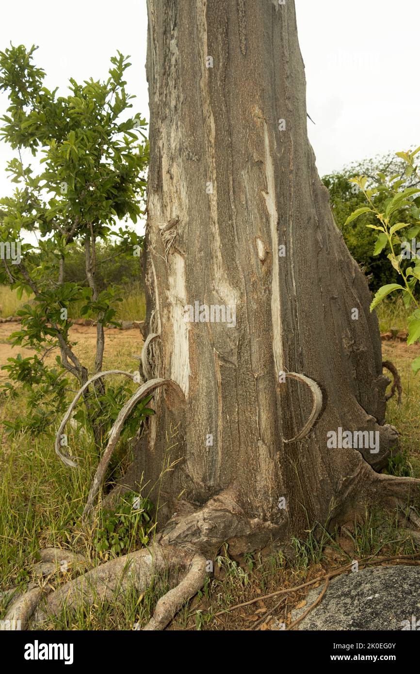 Strisce di corteccia sono tirate dal tronco di un baobab alimentando elefante. A differenza della maggior parte degli alberi di legno duro, il Baobab ha una struttura più robusta Foto Stock