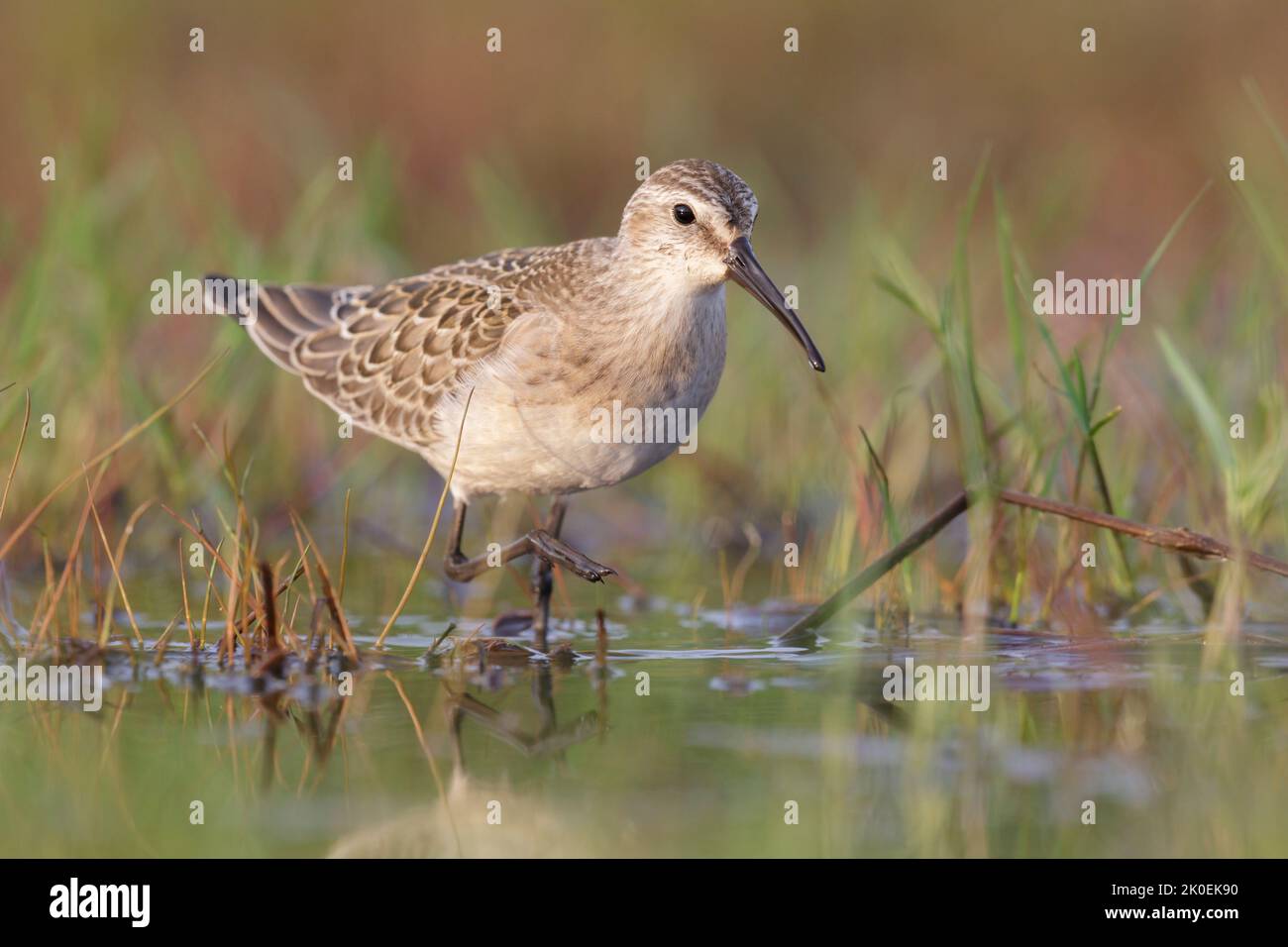 Waders o uccelli marini, dunlin in una zona umida. Foto Stock