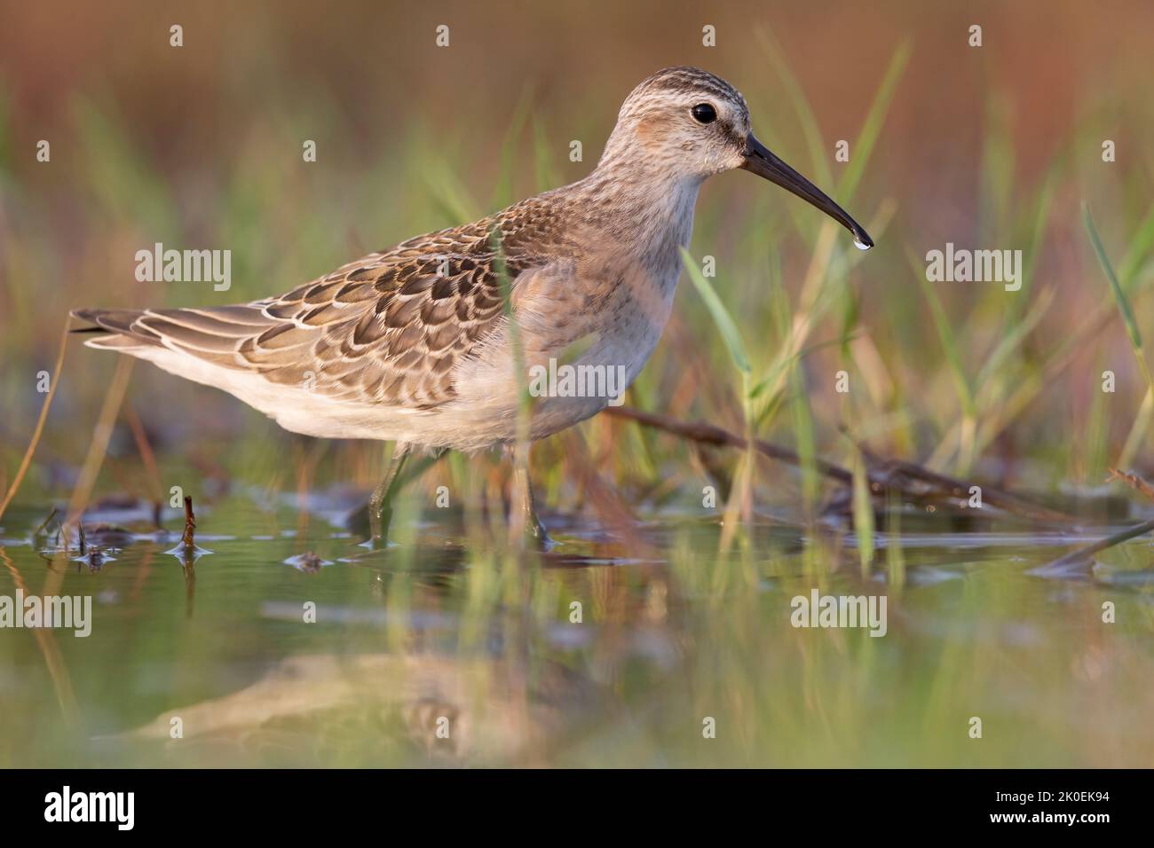 Waders o uccelli marini, dunlin in una zona umida. Foto Stock