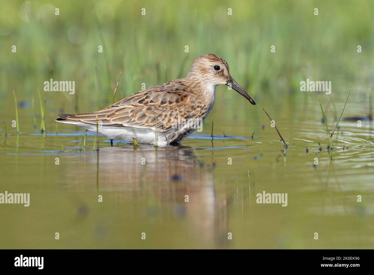 Waders o uccelli marini, dunlin in una zona umida. Foto Stock