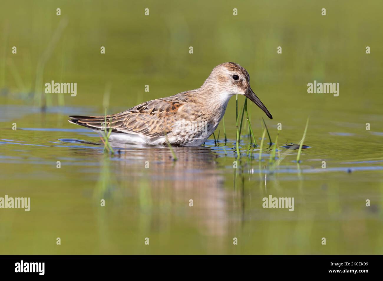 Waders o uccelli marini, dunlin in una zona umida. Foto Stock