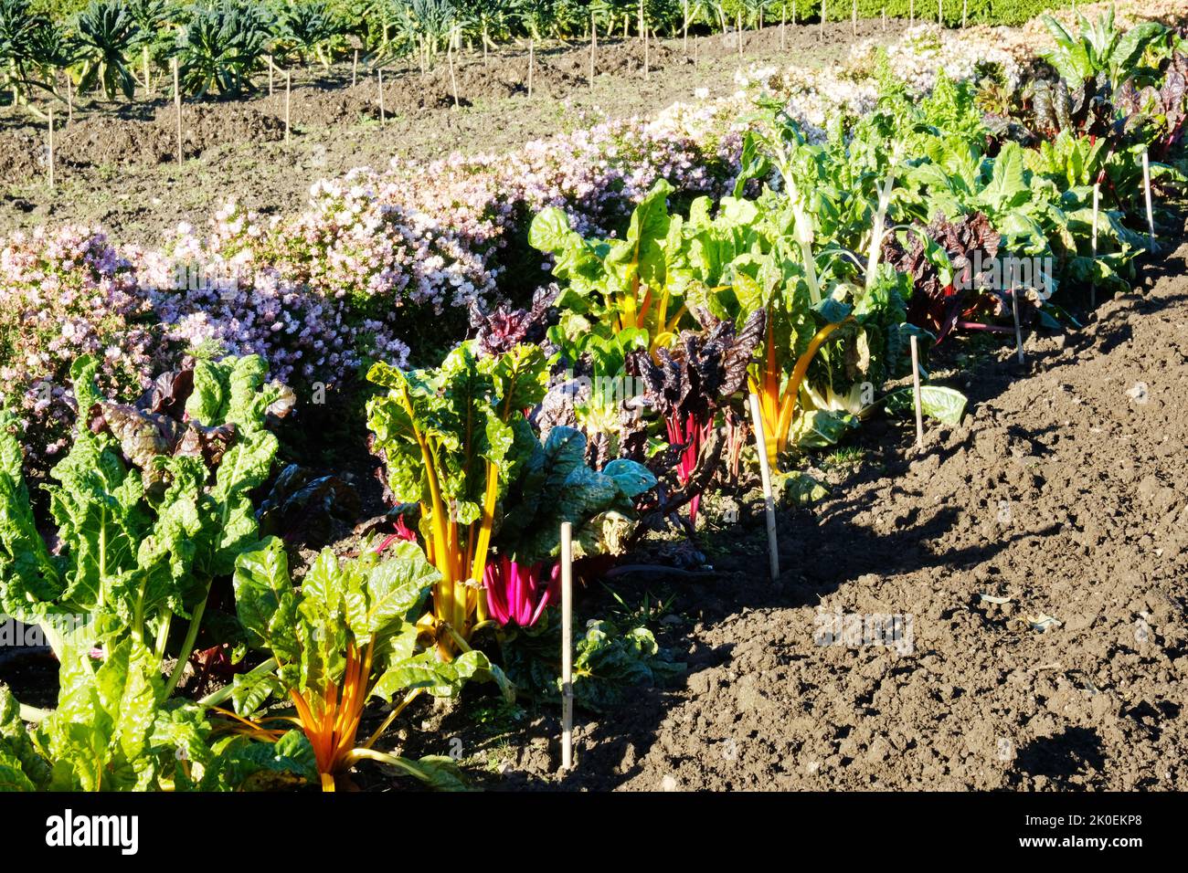 Swiiss Chard crescere all'aperto in un giorno d'inverno - John Gollop Foto Stock