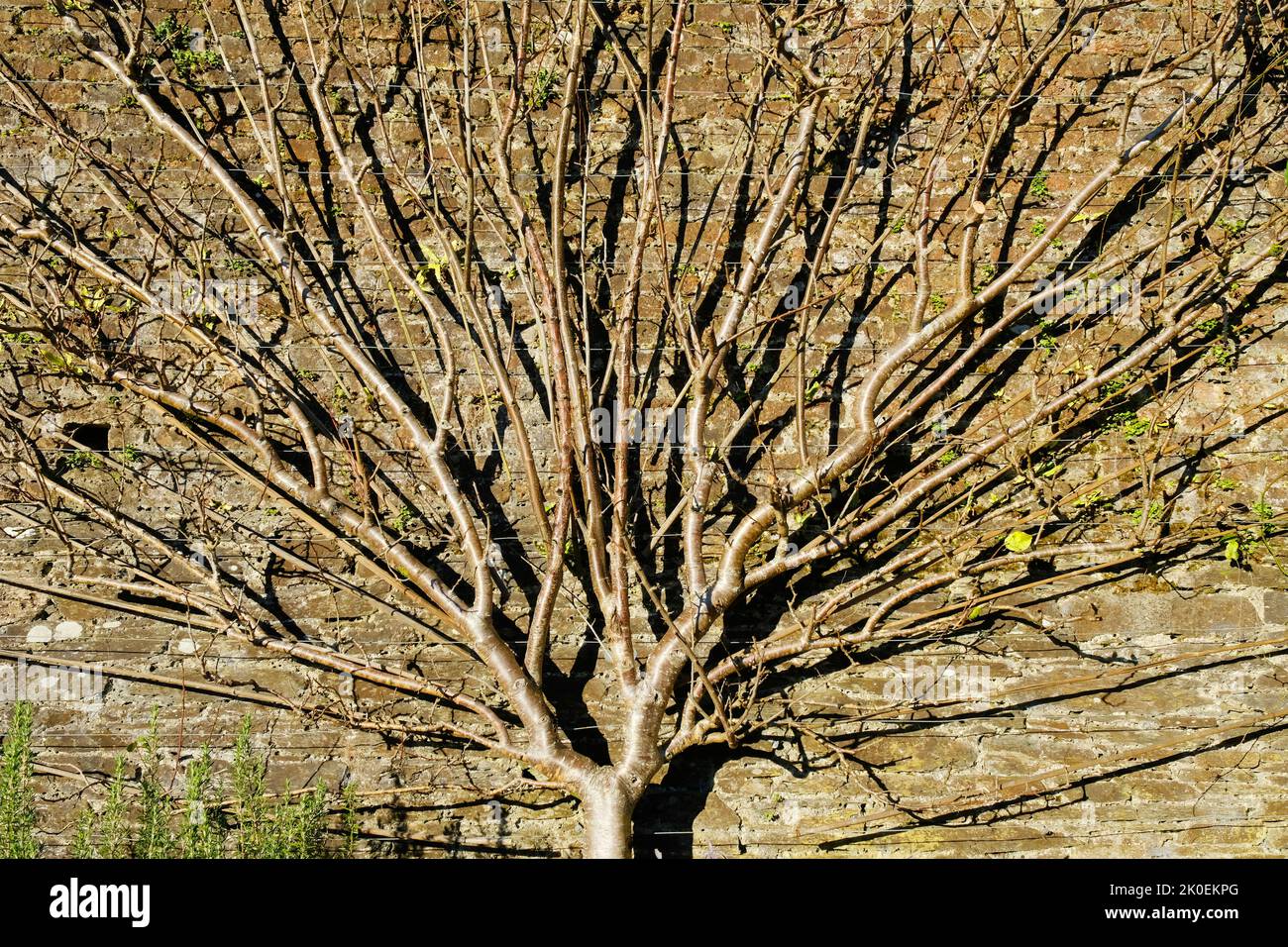 Spalier addestrato albero di susina in inverno - John Gollop Foto Stock